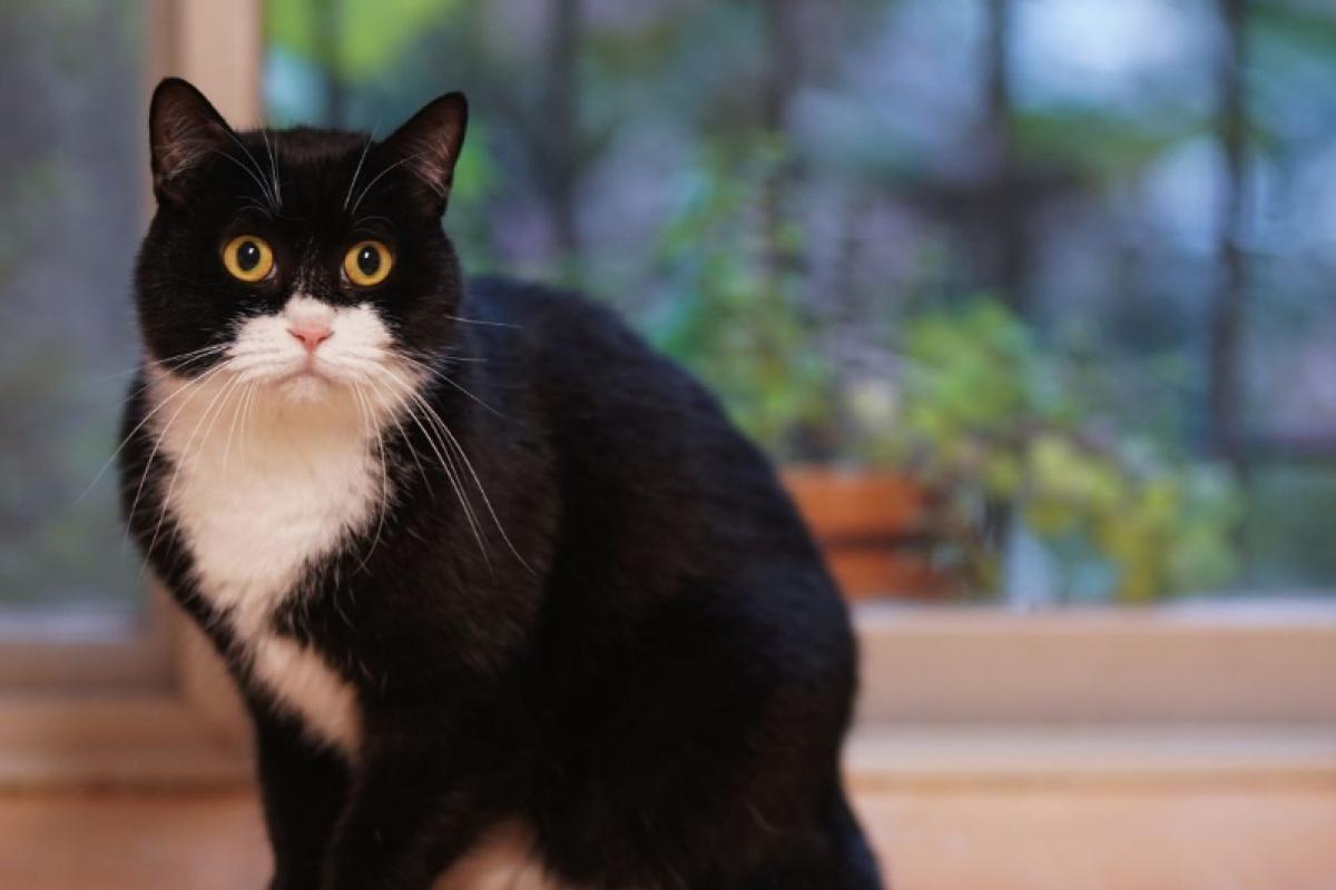 Chippen van gesteriliseerde/gecastreerde kat