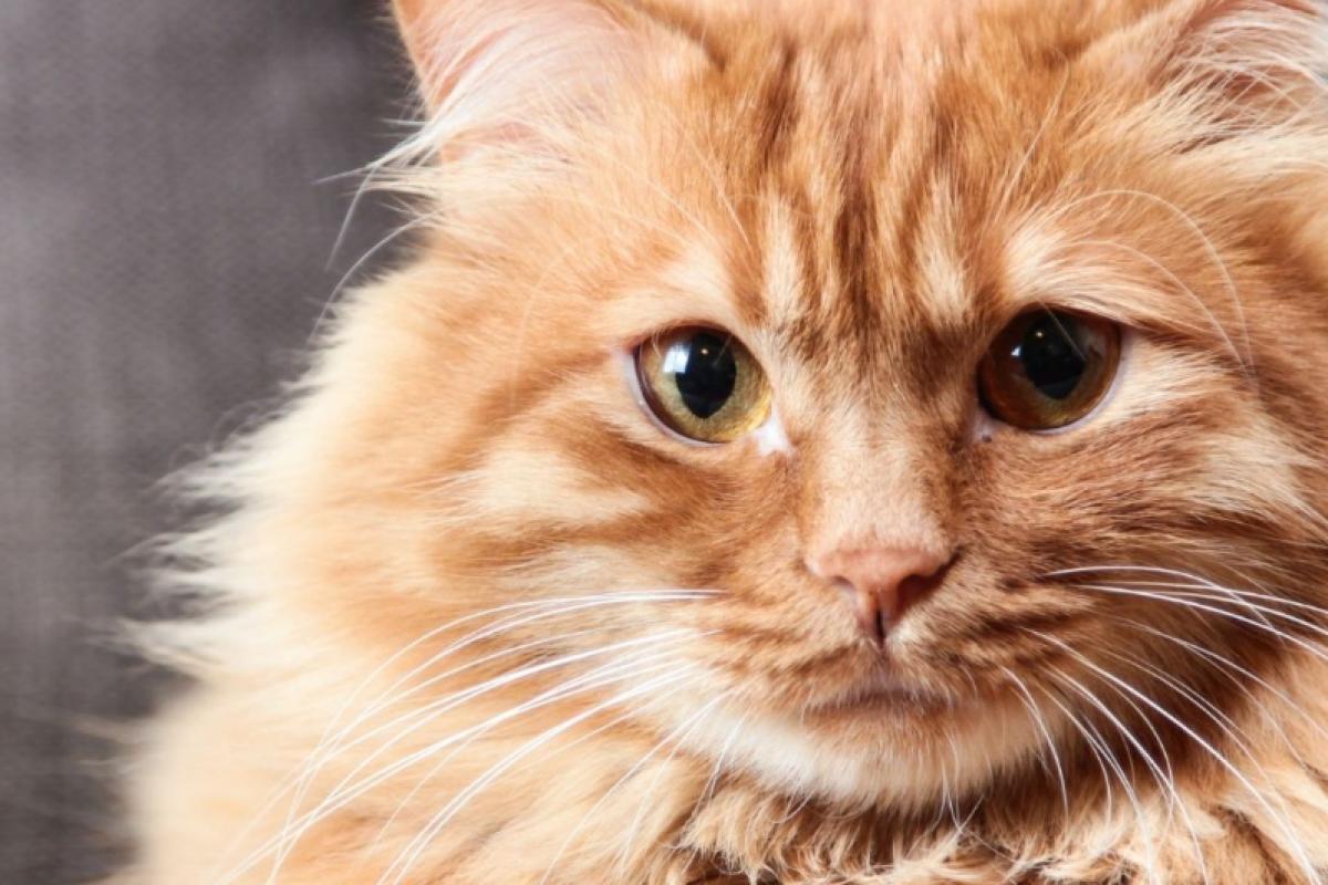 Castreren + chippen van kat