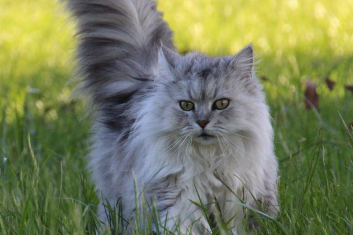 Castreren van gechipte kat